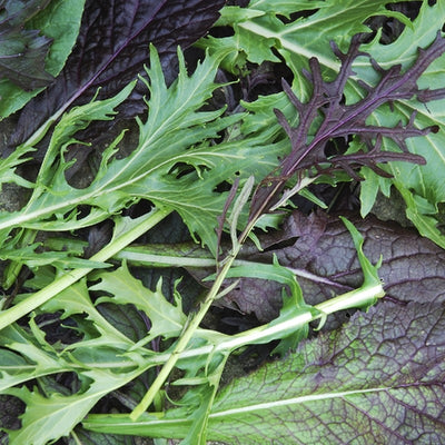 MISCELA INSALATE ASIATICHE - SATIVA as50