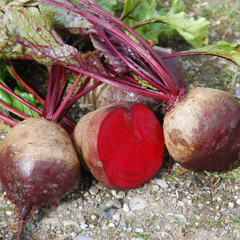 BARBABIETOLA GESCHE SG- SATIVA ra11