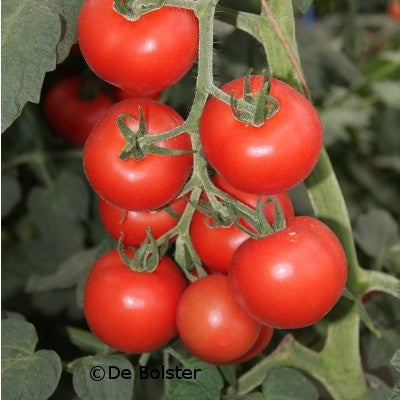 POMODORO BOLSTAR GRANDA - SATIVA to61