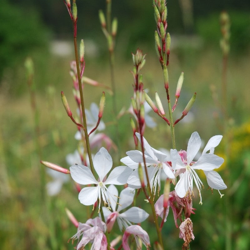 GAURA LINDHEIMERI- SATIVA b502