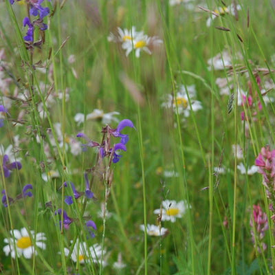FIORI DA PRATO FIORITO - SATIVA wb50
