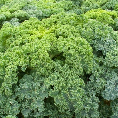 CAVOLO WESTLANDER WINTER - SATIVA ko37