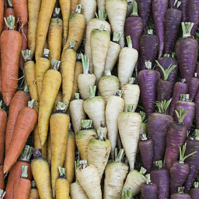 Carota miscela - Sativa ka90