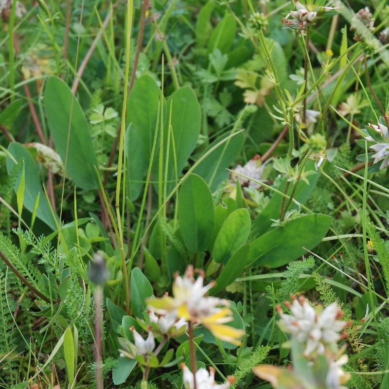 MISTO DI FIORI SELVATICI OMBREGGIATO - SATIVA wb11