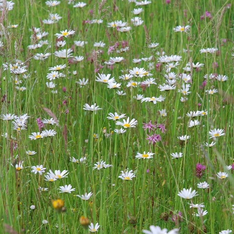 MISTO DI FIORI SELVATICI BORDO UMIDO - SATIVA wb14