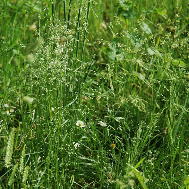 MISTO DI FIORI SELVATICI PRATO FIORITO - SATIVA wb20