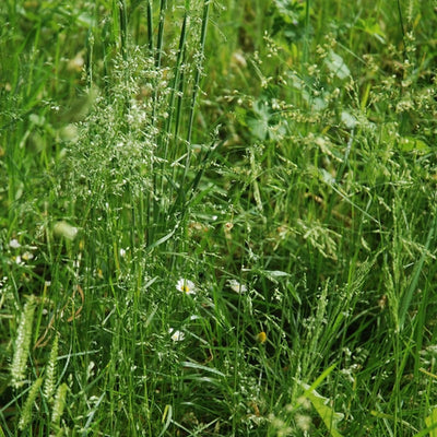 MISTO DI FIORI SELVATICI PRATO FIORITO - SATIVA wb20