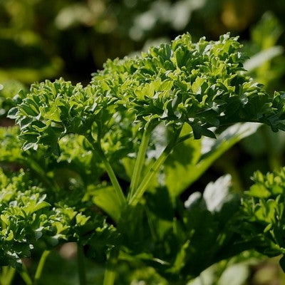 GRÜNE PERLE - SATIVA kr30