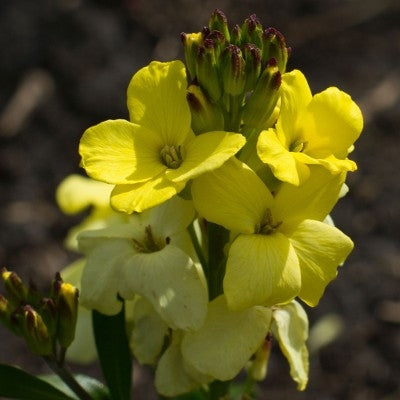 VIOLACIOCCA PRIMROSE DAME - SATIVA b224