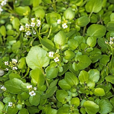 CRESCIONE D'ACQUA- SATIVA vs10