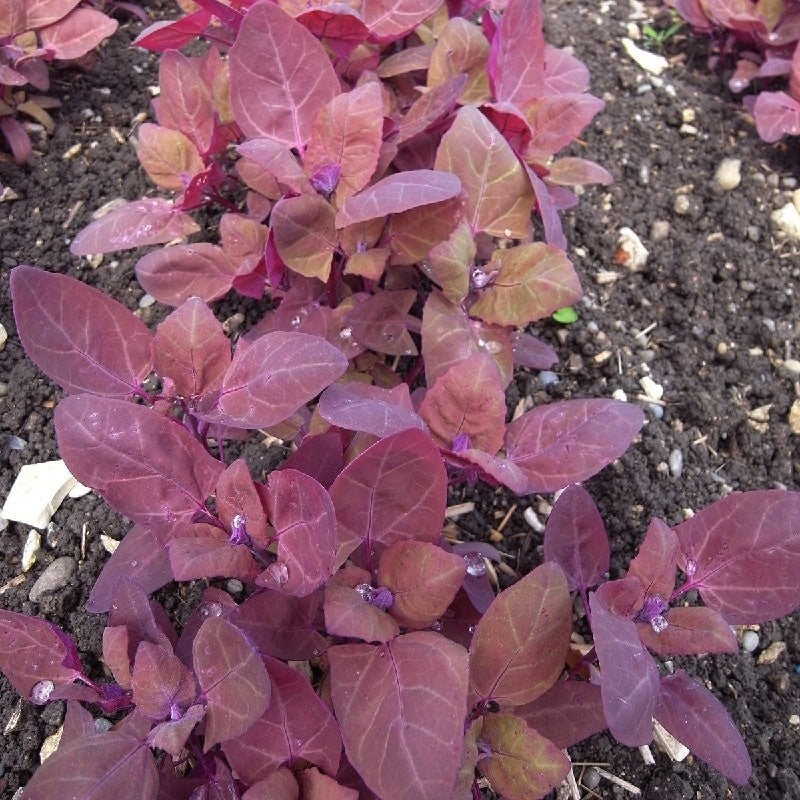 SPINACIO ATRIPLICE ROSSA - SATIVA sp50