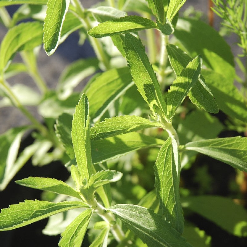 STEVIA- SATIVA kr73