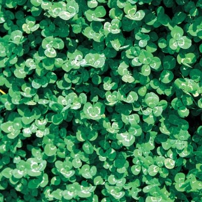 Trifoglio Nanissimo Rivendel 453gr - Miscuglio Per Tappeti Erbosi - Adatto A Tutti I Terreni - Foto 3