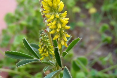 MELILOTUS NON TRATTATO