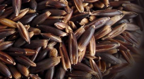 AVENA NERA BIO