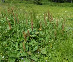 Dissuasore BioDinamico per Romice - 1 lt