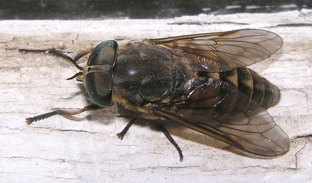 Dissuasore Biodinamico per Tafani- 1 lt