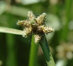 Dissuasore Biodinamico per Lisca mucronata- 1 lt