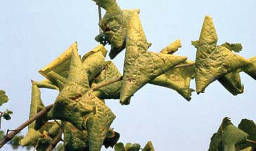 Dissuasore BioDinamico per la Flavescenza dorata- 1 lt