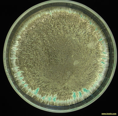 506 PREPARATO DI TARASSACO