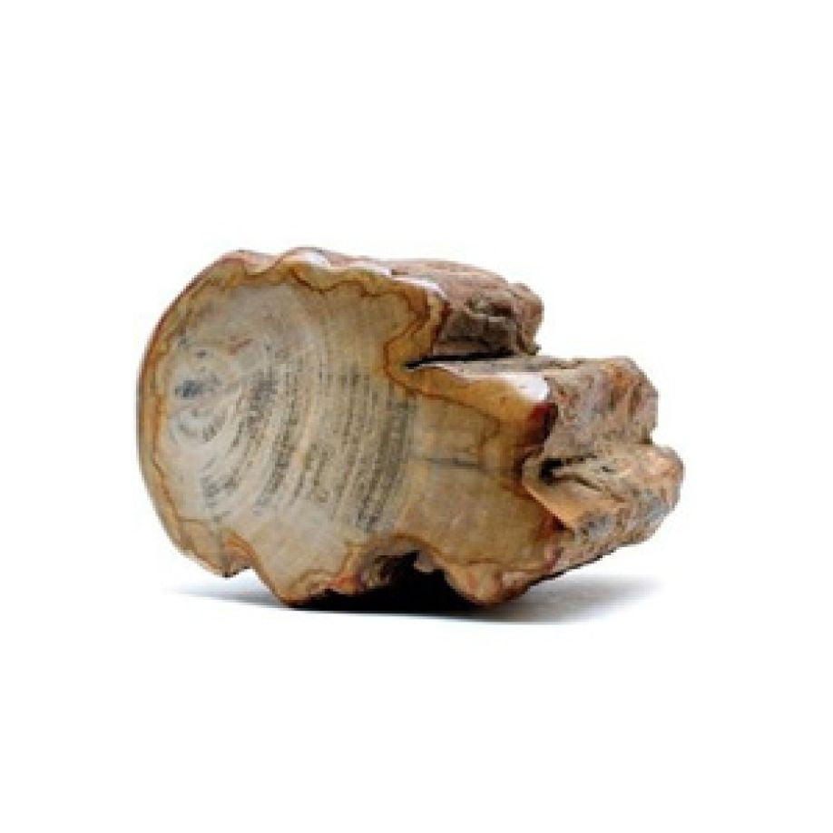 LEGNO FOSSILE