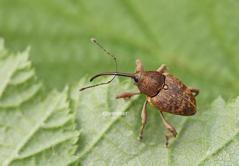 Dissuasore BioDinamico per il Balanino - 1 lt