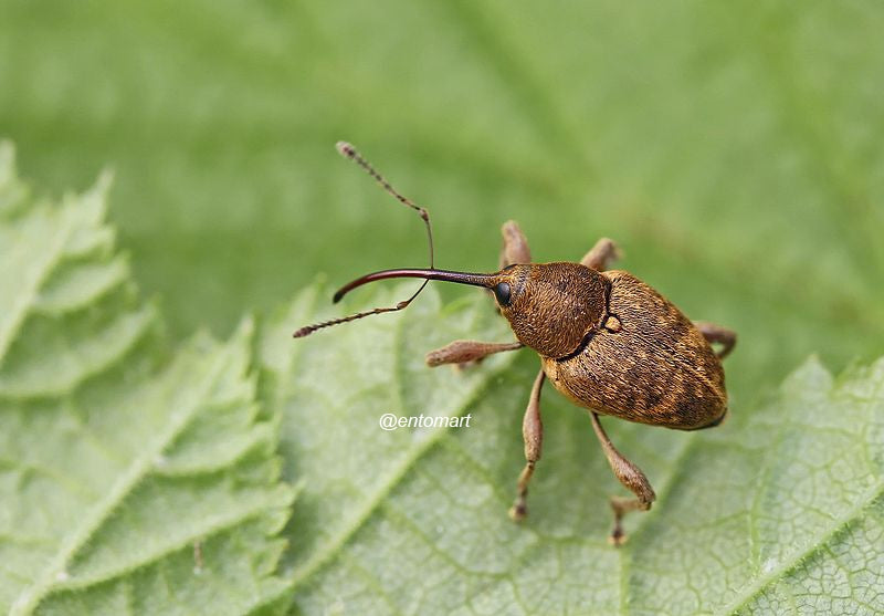 Dissuasore BioDinamico per il Balanino - 1 lt 