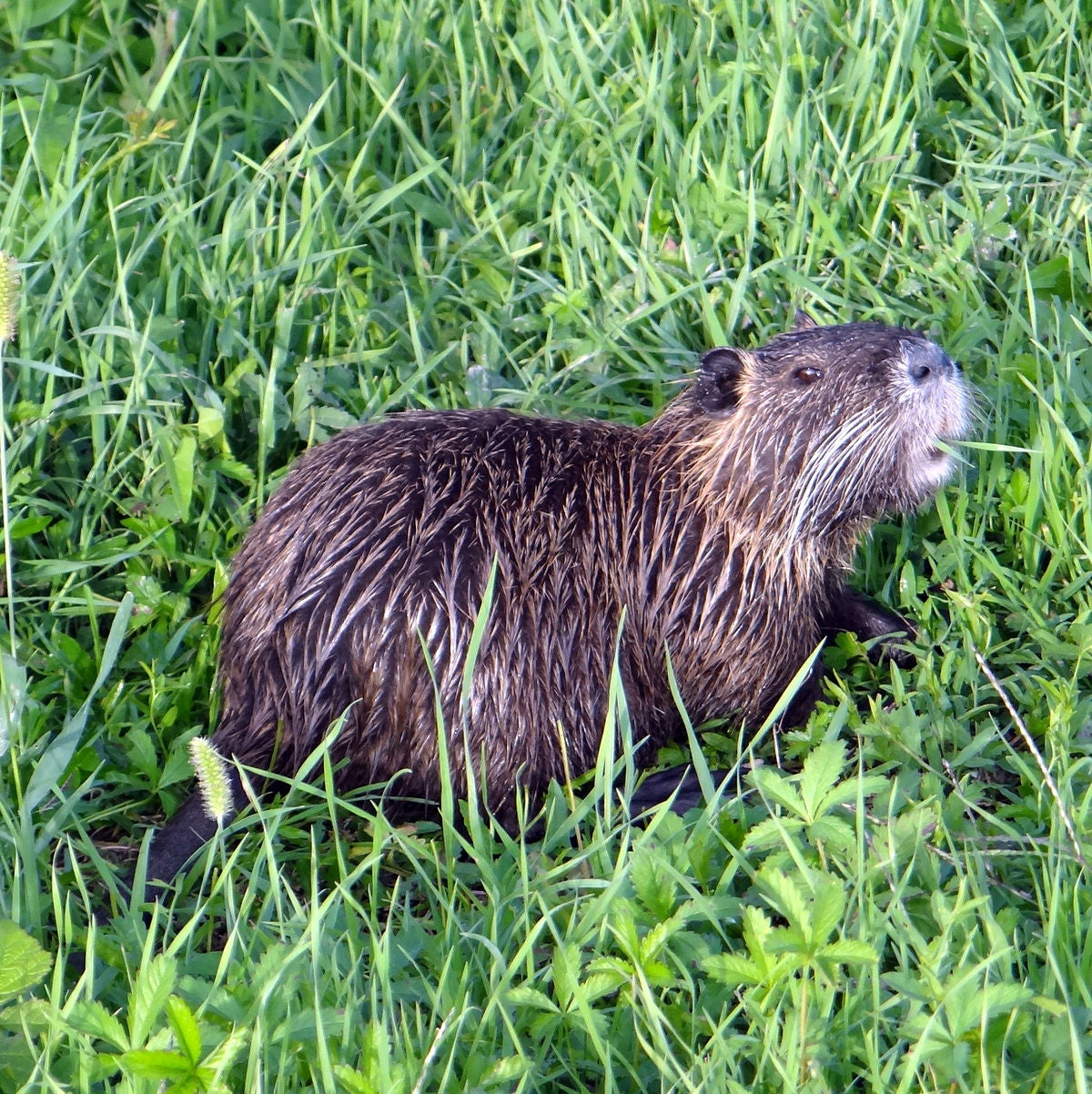 Dissuasore BioDinamico per la Nutria - 1 lt