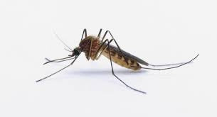 Dissuasore BioDinamico per Zanzare - 1 lt