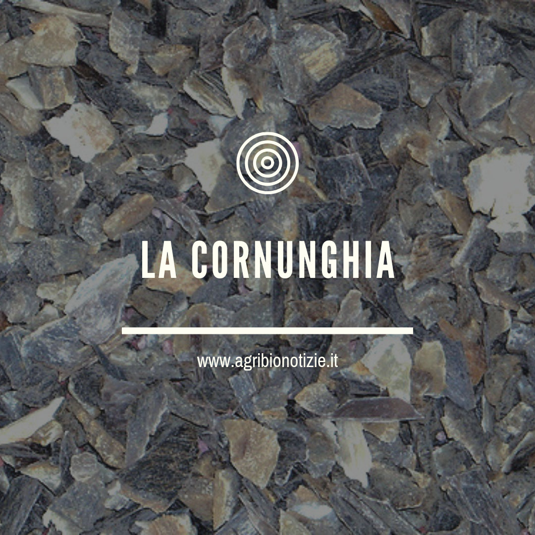 CORNUNGHIA