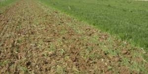 SOVESCIO PK PER TERRENI SABBIOSI