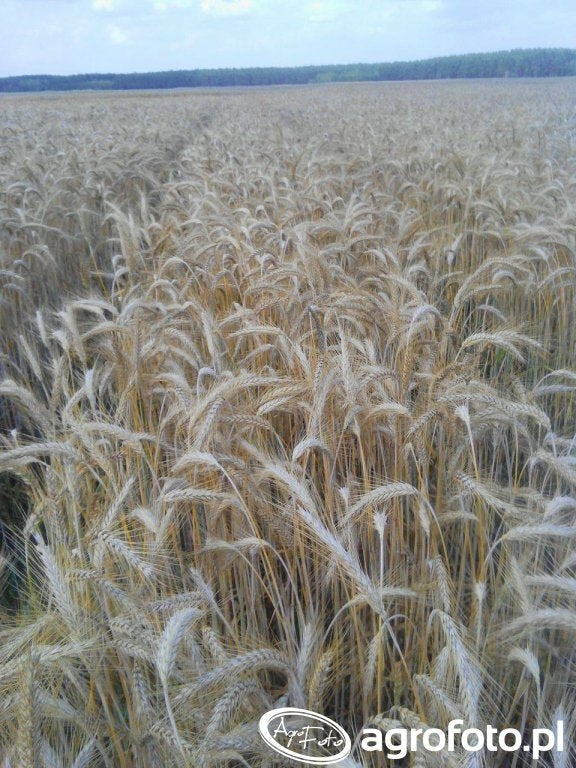 TRITICALE LOMBARDO