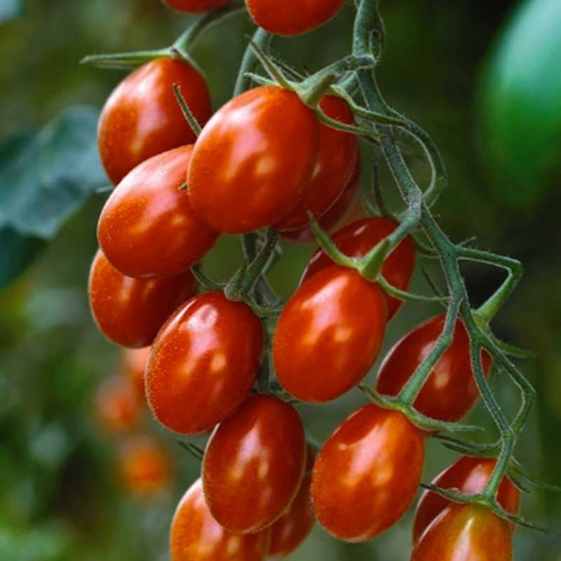POMODORO DATTERINO - BIOSEME 3274