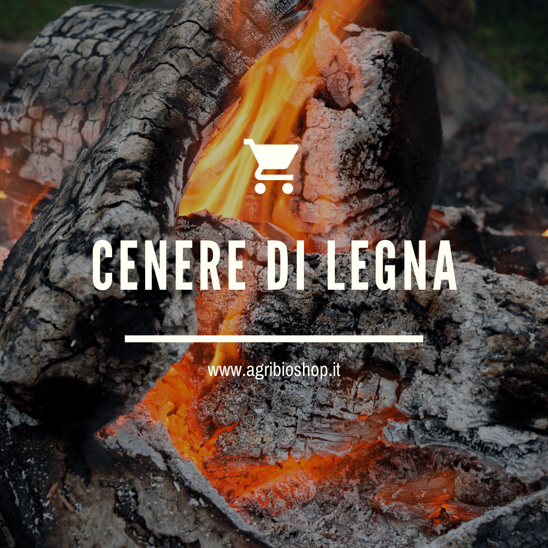 CENERE DI LEGNA