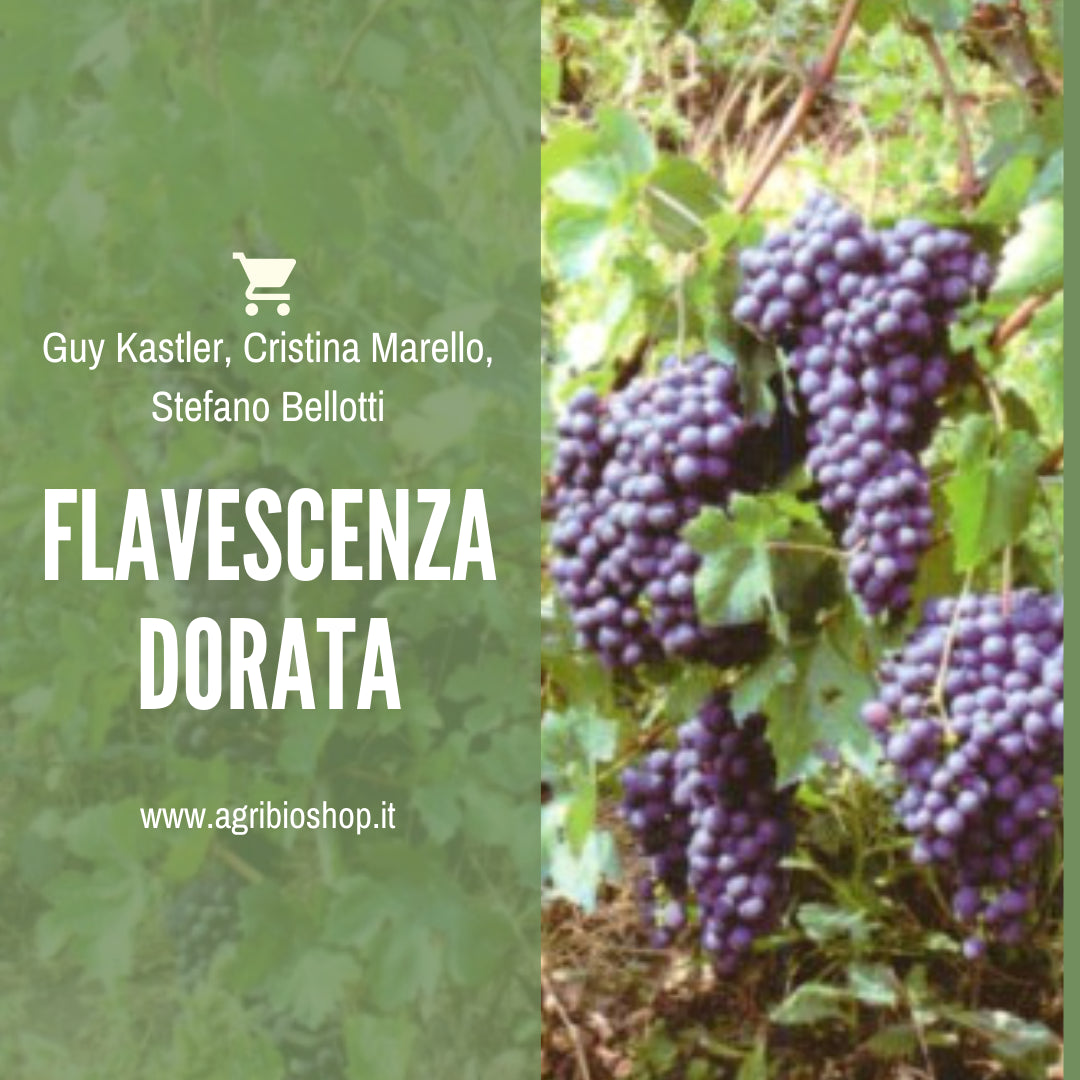 FLAVESCENZA DORATA Spazio alle voci fuori dal coro 