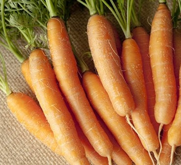 Carota Nantese Sativa - Sativa ka23