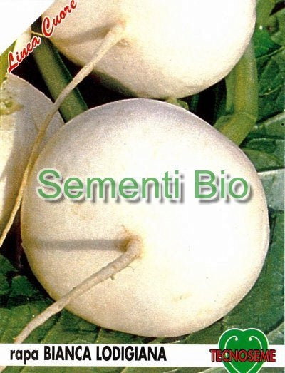 RAPA BIANCA PIATTA LODIGIANA - BIOSEME 3626