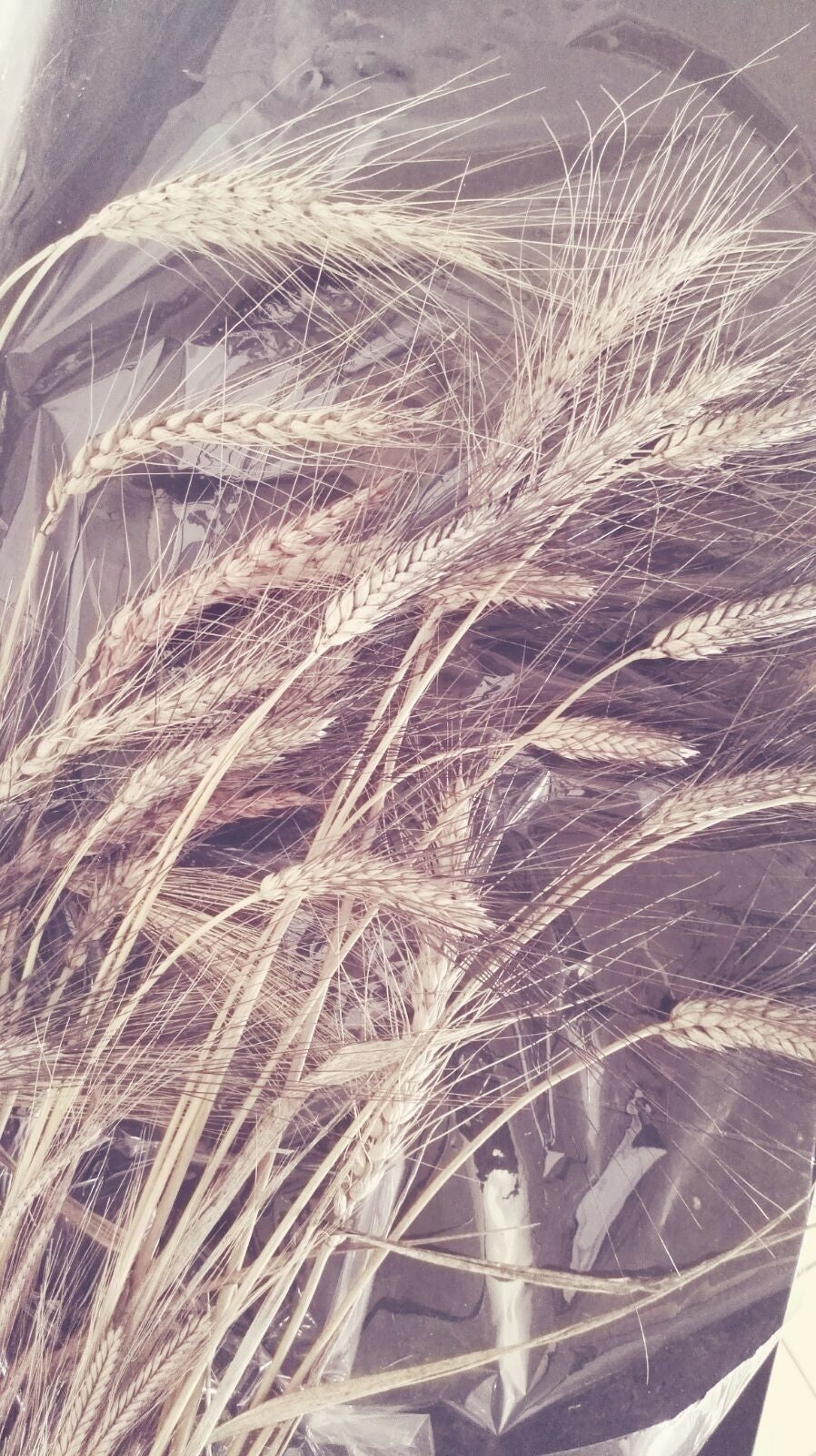 MISCELA GRANI TENERI A MARCHIO AGRIBIODINAMICA