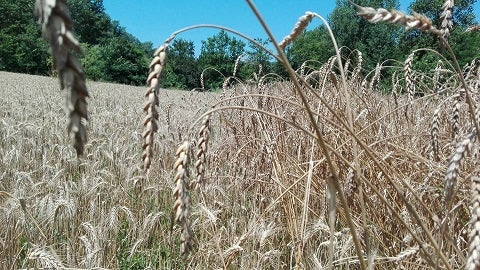 GRANO FRASSINETO