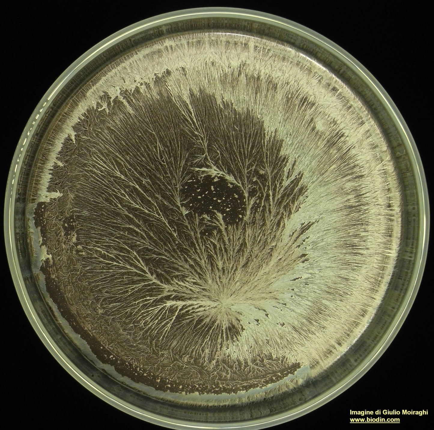 523 CORNO ZEOLITE