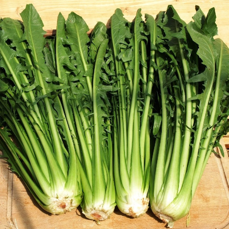 INSALATA AURELIA TT- SATIVA zs51