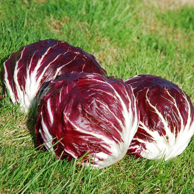 Radicchio Chioggia