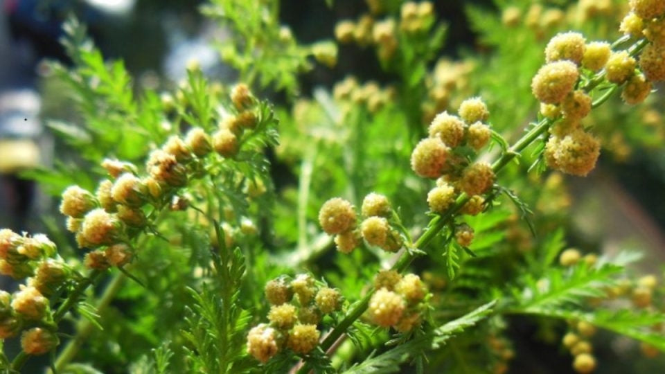 ARTEMISIA ANNUALE - SATIVA hp20