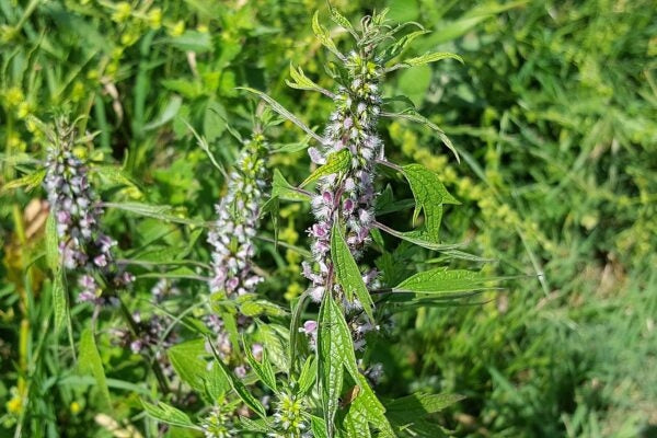 CARDIACA - SATIVA hp50