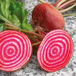 BARBABIETOLA CHIOGGIA- SATIVA ra15