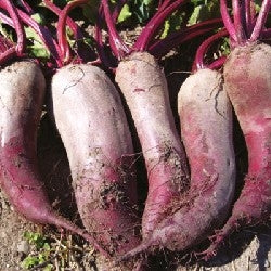 BARBABIETOLA FORMANOVA- SATIVA ra18