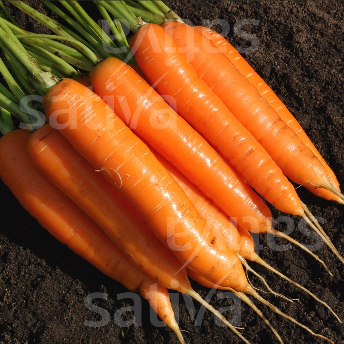 BUSTA SEMI BIO CAROTA TREENETALER SG- Sativa ka28