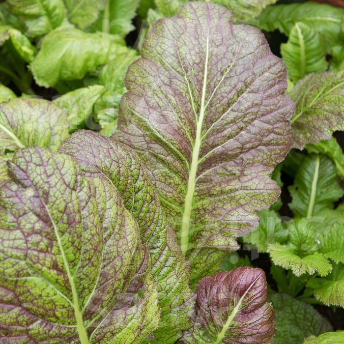 INSALATA ASIATICA GREEN IN SNOW - SATIVA as10