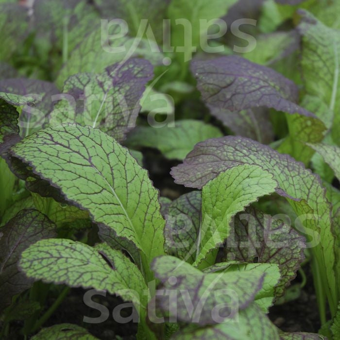 INSALATA ASIATICA GREEN IN SNOW - SATIVA as10