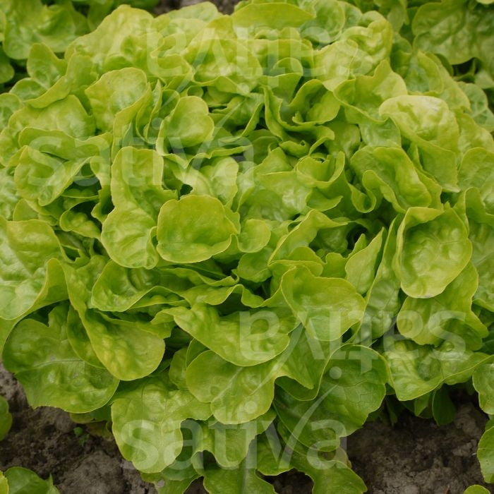 LATTUGA DA TAGLIO HARDY - SATIVA ps51